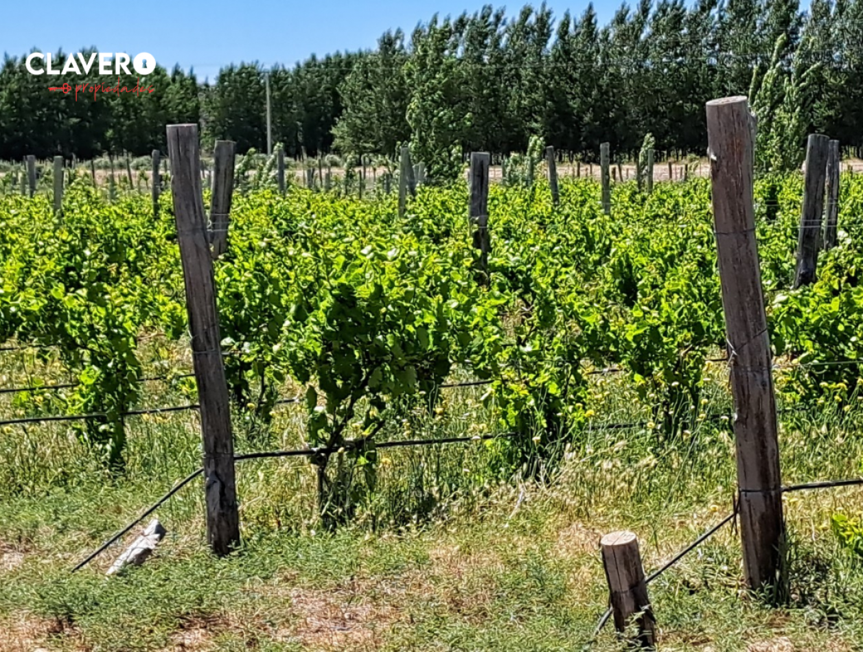 Finca con viña implantada en Gob. Duval - La Pampa